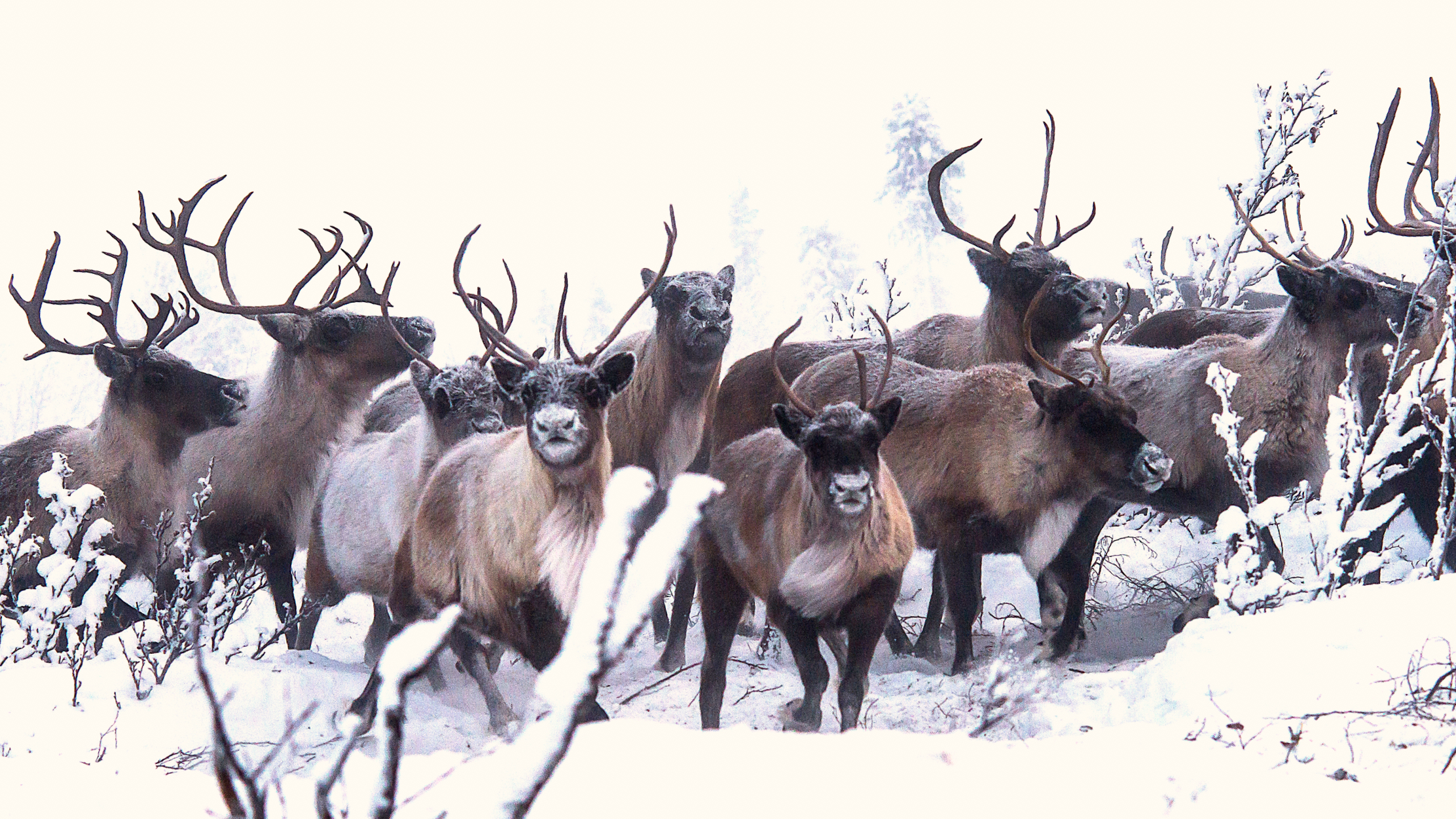 Moose, Bear, Elk,Deer York Urban Wilderness Rustic Green Wallpaper-Double roll 