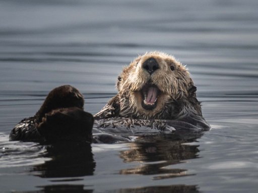 Whales, Otters, and Grizzly Bears Package