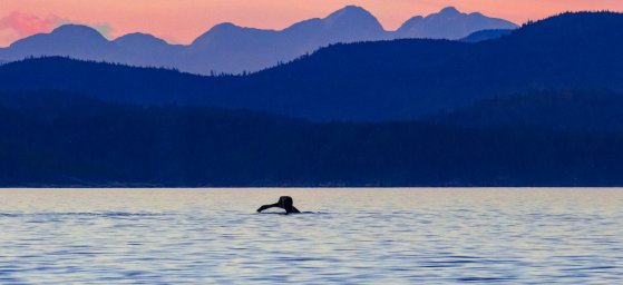 Homalco Wildlife & Cultural Tours