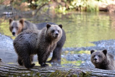Homalco Wildlife & Cultural Tours