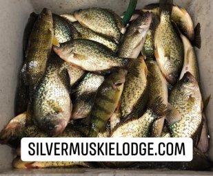 Silver Muskie Lodge