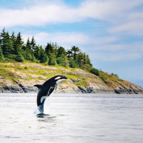 Baleines, ours et aurores boréales